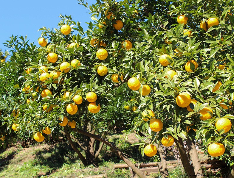 Yuzu Tree: Growing & Caring for This Aromatic Citrus