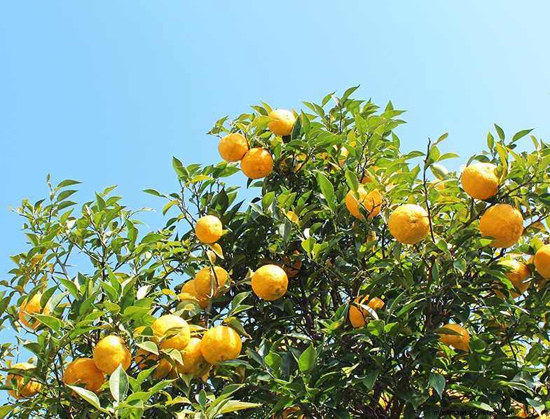 Yuzu Tree: Growing & Caring for This Aromatic Citrus