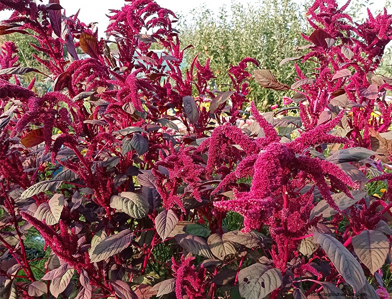 Growing Amaranth: A Guide to Planting & Harvesting