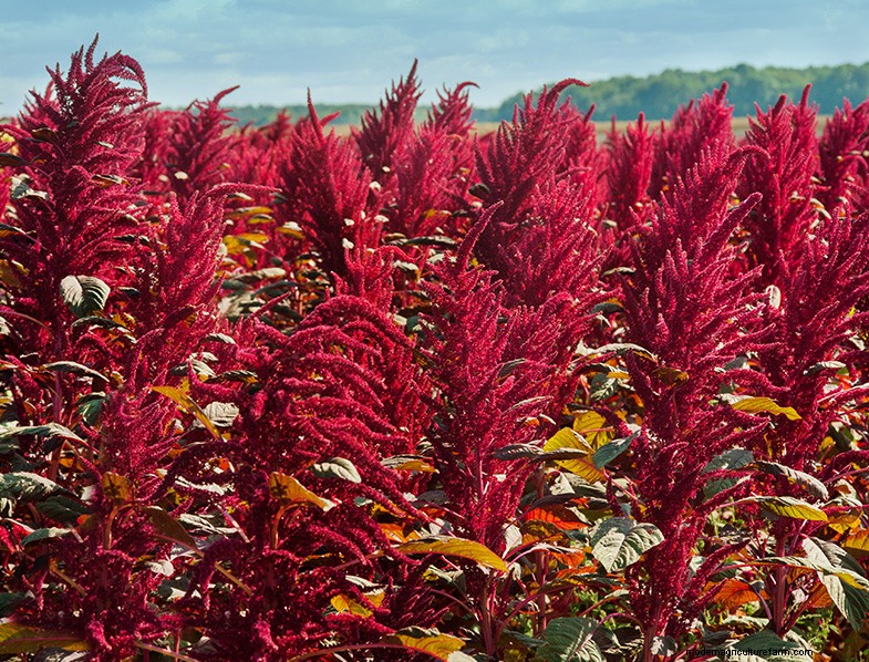 Growing Amaranth: A Guide to Planting & Harvesting
