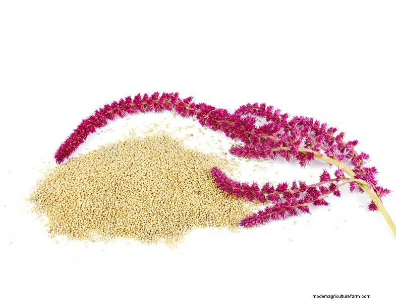 Growing Amaranth: A Guide to Planting & Harvesting
