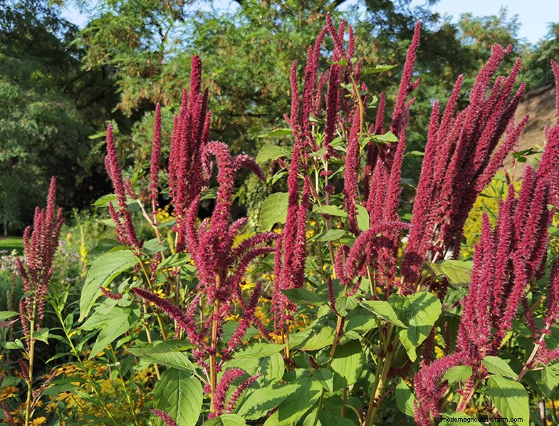 Growing Amaranth: A Guide to Planting & Harvesting