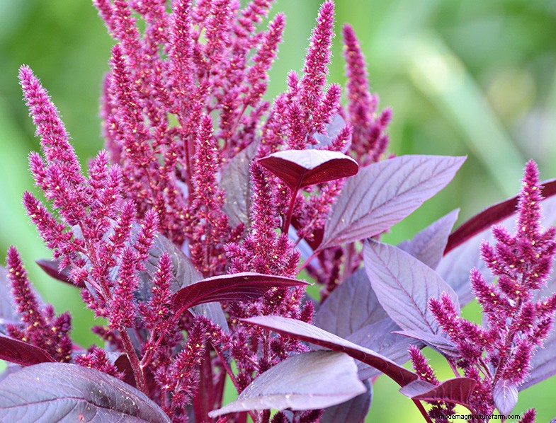 Growing Amaranth: A Guide to Planting & Harvesting