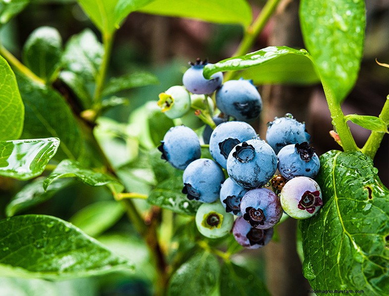Growing Highbush Blueberries: A Comprehensive Guide