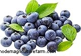 Growing Highbush Blueberries: A Comprehensive Guide