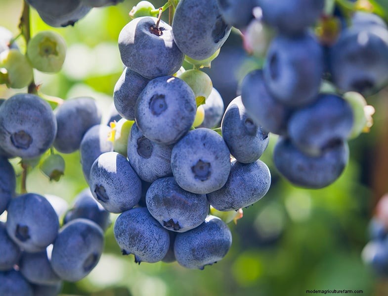 Growing Highbush Blueberries: A Comprehensive Guide