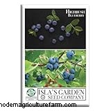 Growing Highbush Blueberries: A Comprehensive Guide