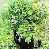 Growing Highbush Blueberries: A Comprehensive Guide