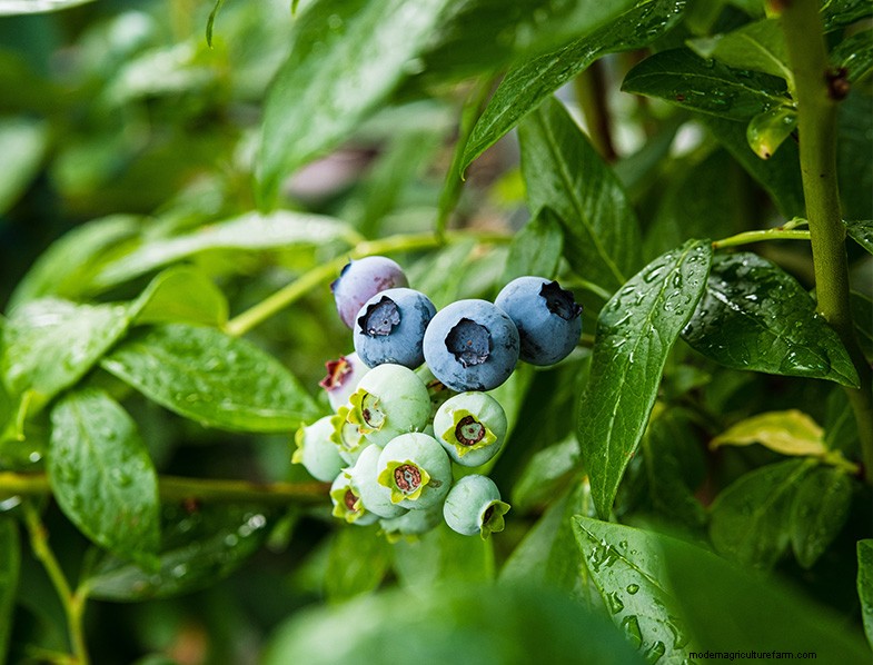 Growing Highbush Blueberries: A Comprehensive Guide
