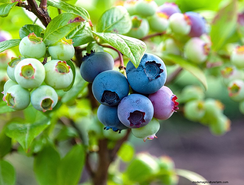 Growing Highbush Blueberries: A Comprehensive Guide