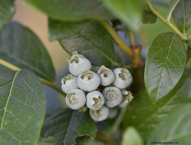 Growing Highbush Blueberries: A Comprehensive Guide