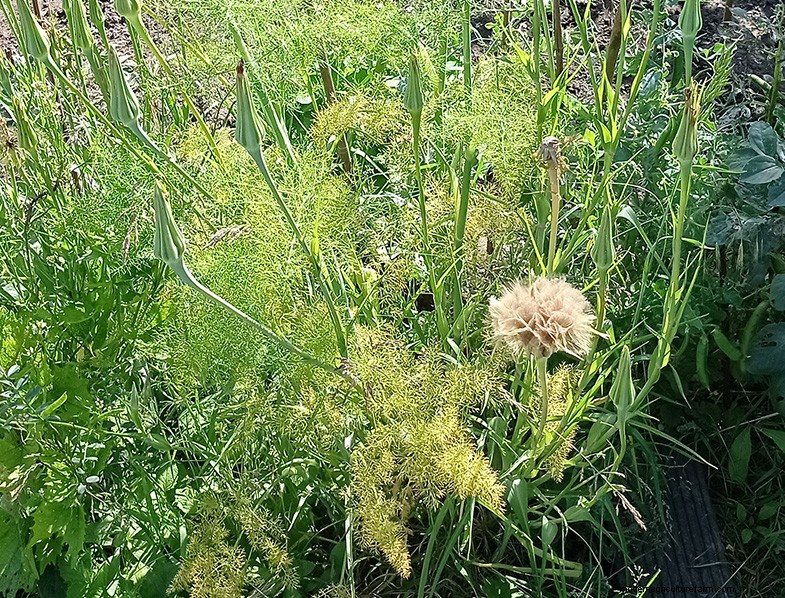Tragopogon porrifolius: Growing & Caring for the Sea Onion