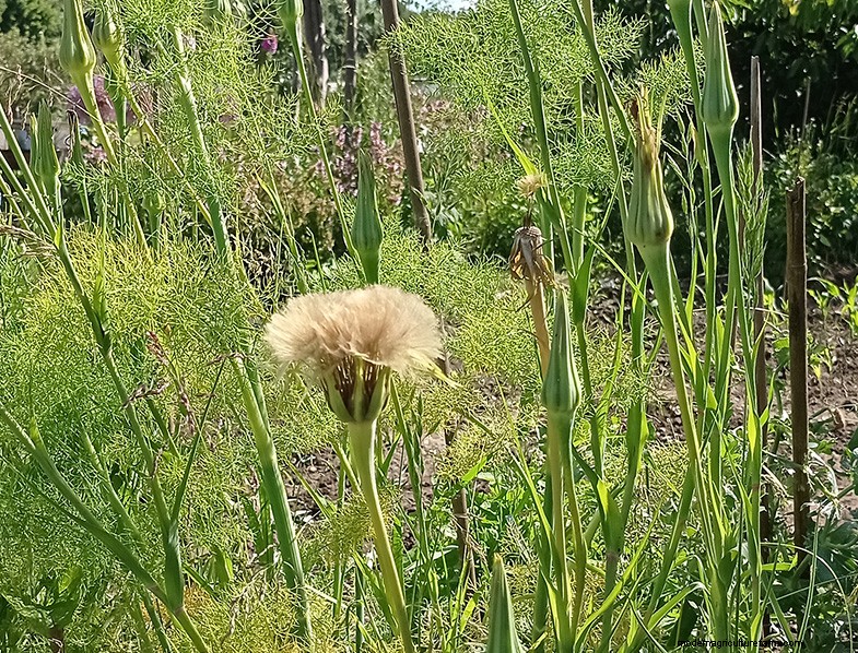 Tragopogon porrifolius: Growing & Caring for the Sea Onion