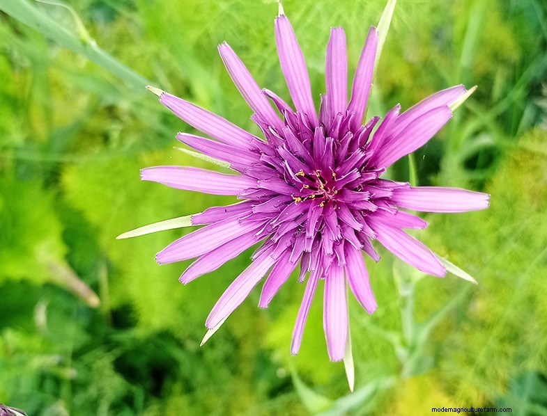 Tragopogon porrifolius: Growing & Caring for the Sea Onion