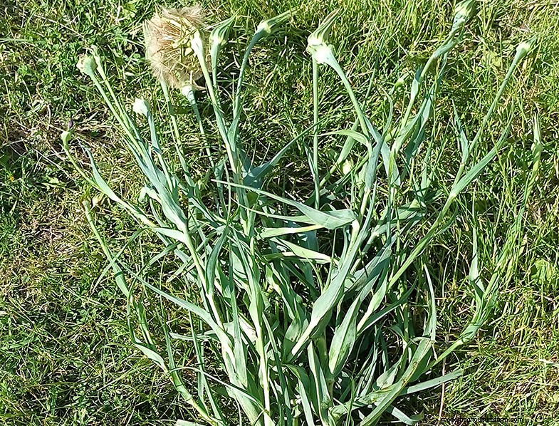 Tragopogon porrifolius: Growing & Caring for the Sea Onion