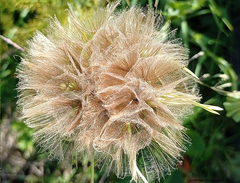 Tragopogon porrifolius: Growing & Caring for the Sea Onion