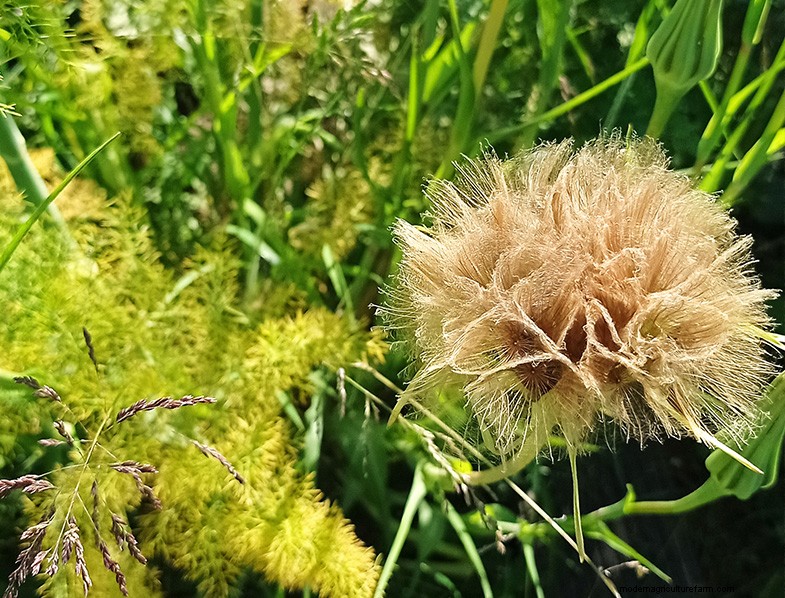 Tragopogon porrifolius: Growing & Caring for the Sea Onion