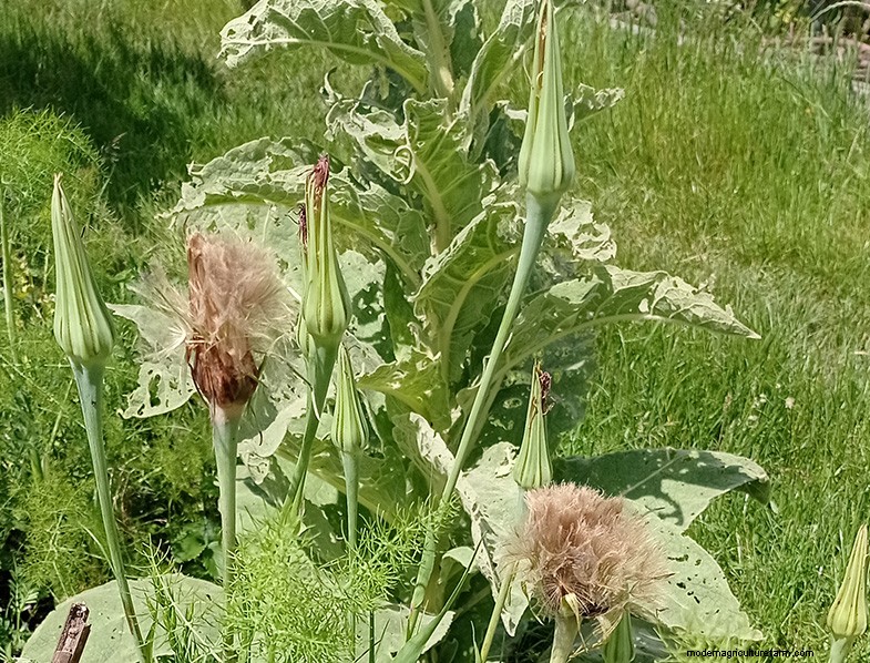 Tragopogon porrifolius: Growing & Caring for the Sea Onion