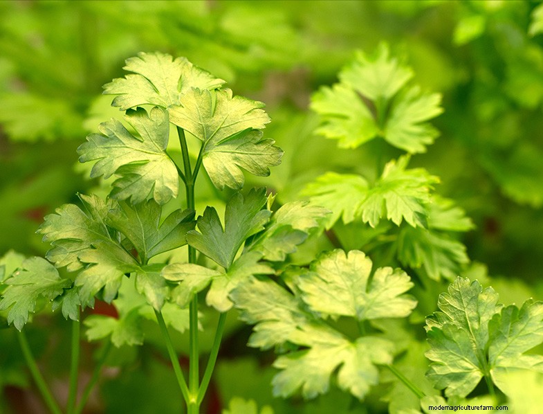 Parsley Growing & Care Guide: A Complete Handbook for Fresh Herbs