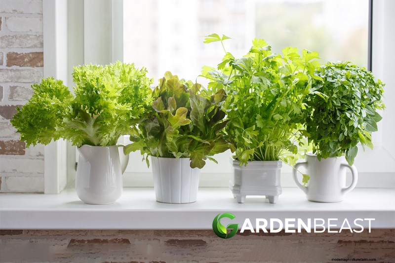 Parsley Growing & Care Guide: A Complete Handbook for Fresh Herbs