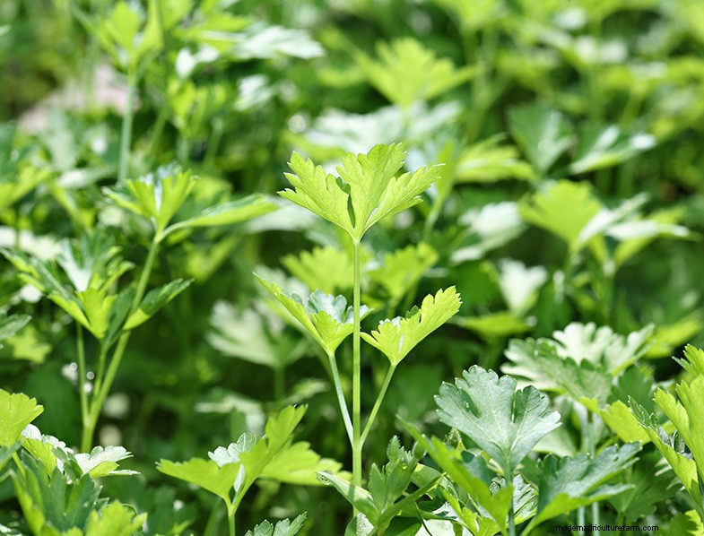 Parsley Growing & Care Guide: A Complete Handbook for Fresh Herbs