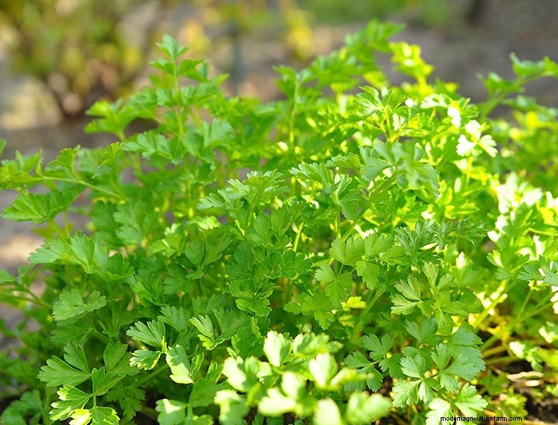 Parsley Growing & Care Guide: A Complete Handbook for Fresh Herbs