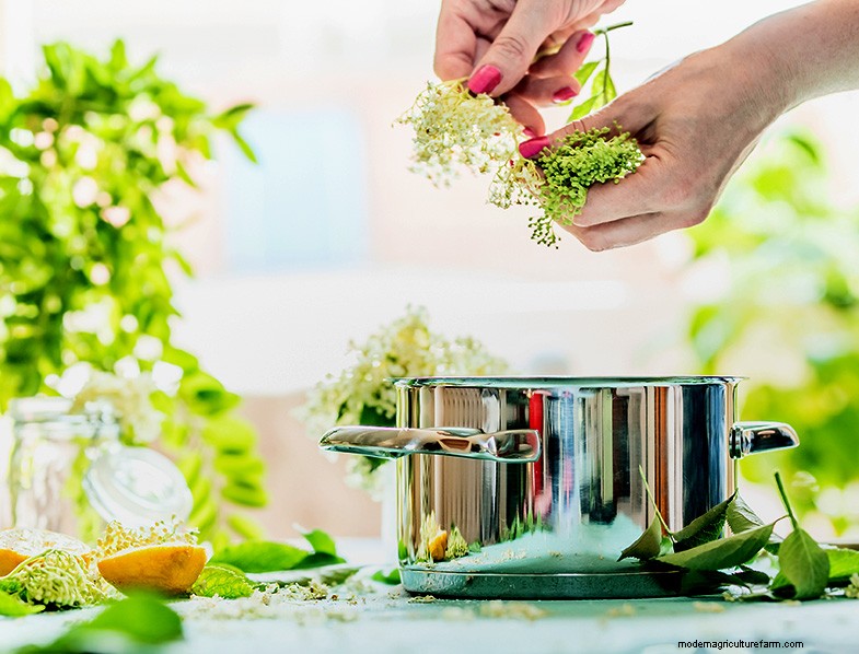 Preserving Fruit: 8 Proven Methods to Prevent Waste