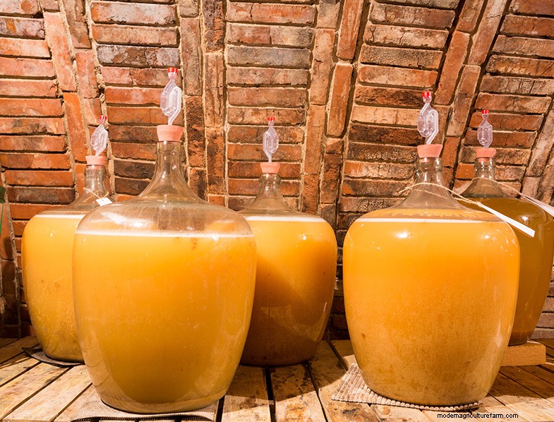 Preserving Fruit: 8 Proven Methods to Prevent Waste