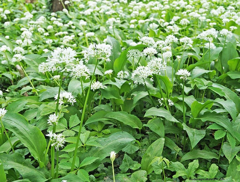 Wild Leek (Allium Ampeloprasum): Growing & Care Guide
