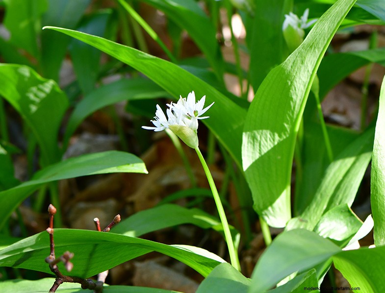 Wild Leek (Allium Ampeloprasum): Growing & Care Guide