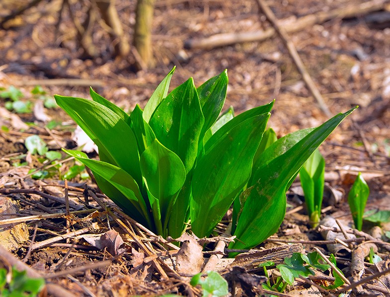Wild Leek (Allium Ampeloprasum): Growing & Care Guide