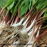 Wild Leek (Allium Ampeloprasum): Growing & Care Guide