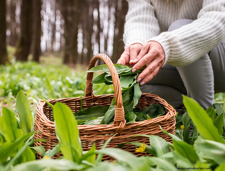 Wild Leek (Allium Ampeloprasum): Growing & Care Guide