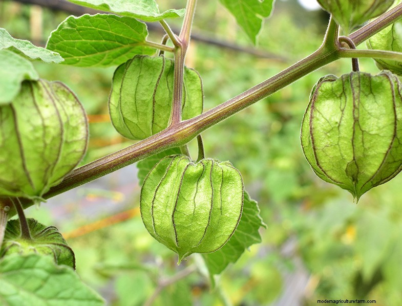 Growing Cape Gooseberries: A UK Guide to Planting & Winter Harvest