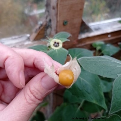 Growing Cape Gooseberries: A UK Guide to Planting & Winter Harvest