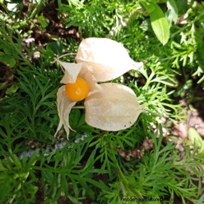 Growing Cape Gooseberries: A UK Guide to Planting & Winter Harvest