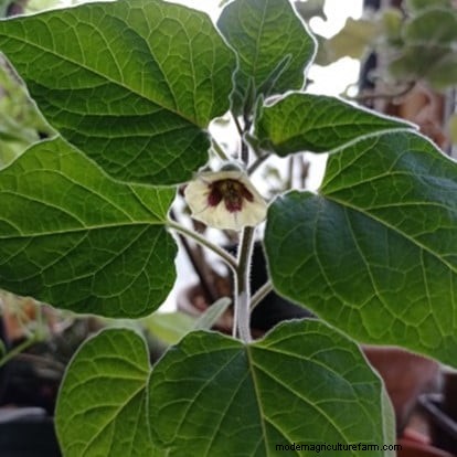Growing Cape Gooseberries: A UK Guide to Planting & Winter Harvest