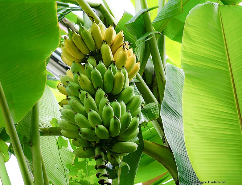 Banana Tree Care: A Comprehensive Guide to Growing Musa Acuminata