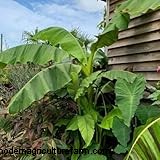 Banana Tree Care: A Comprehensive Guide to Growing Musa Acuminata