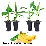 Banana Tree Care: A Comprehensive Guide to Growing Musa Acuminata