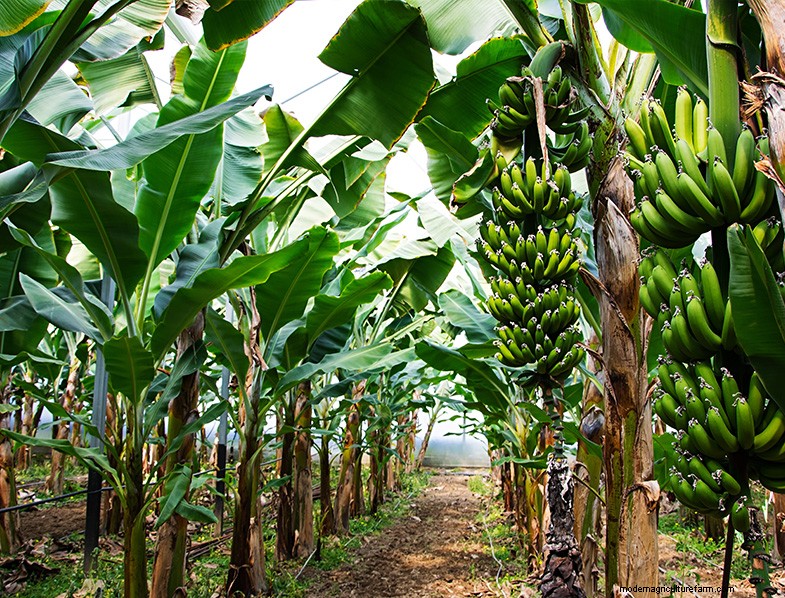 Banana Tree Care: A Comprehensive Guide to Growing Musa Acuminata