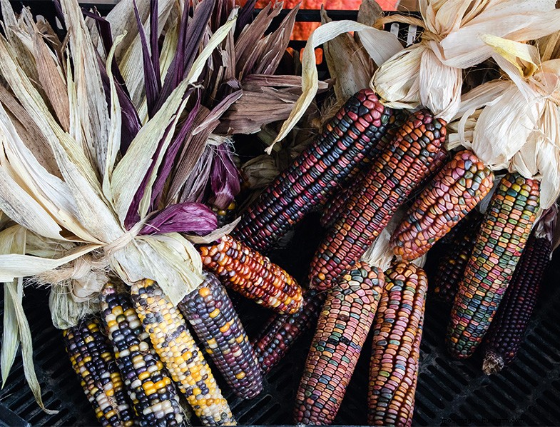 Glass Gem Corn: Growing & Caring for the Stunning Jewel Corn Variety