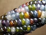 Glass Gem Corn: Growing & Caring for the Stunning Jewel Corn Variety