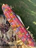 Glass Gem Corn: Growing & Caring for the Stunning Jewel Corn Variety