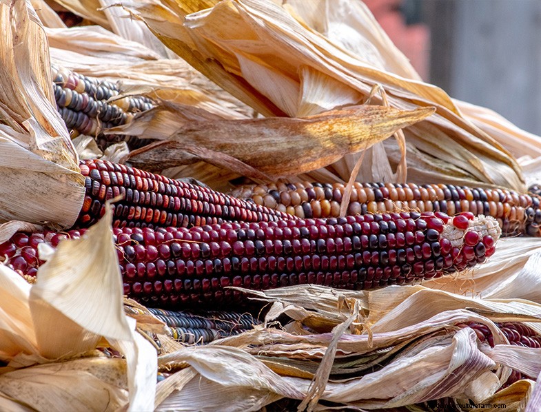 Glass Gem Corn: Growing & Caring for the Stunning Jewel Corn Variety