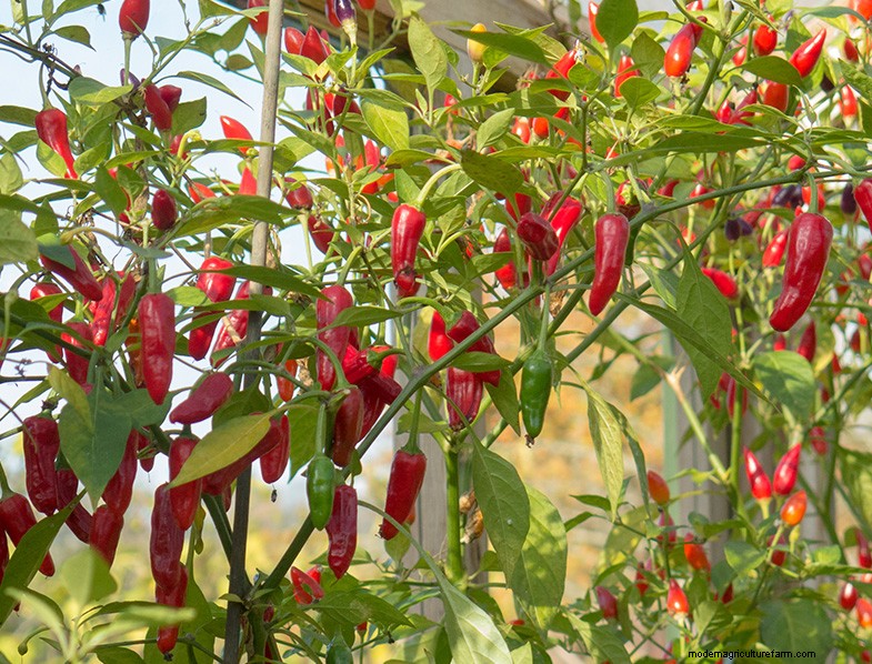 Ornamental Peppers: Growing & Caring for Capsicum Annuum - A Comprehensive Guide