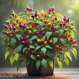 Ornamental Peppers: Growing & Caring for Capsicum Annuum - A Comprehensive Guide