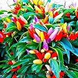 Ornamental Peppers: Growing & Caring for Capsicum Annuum - A Comprehensive Guide