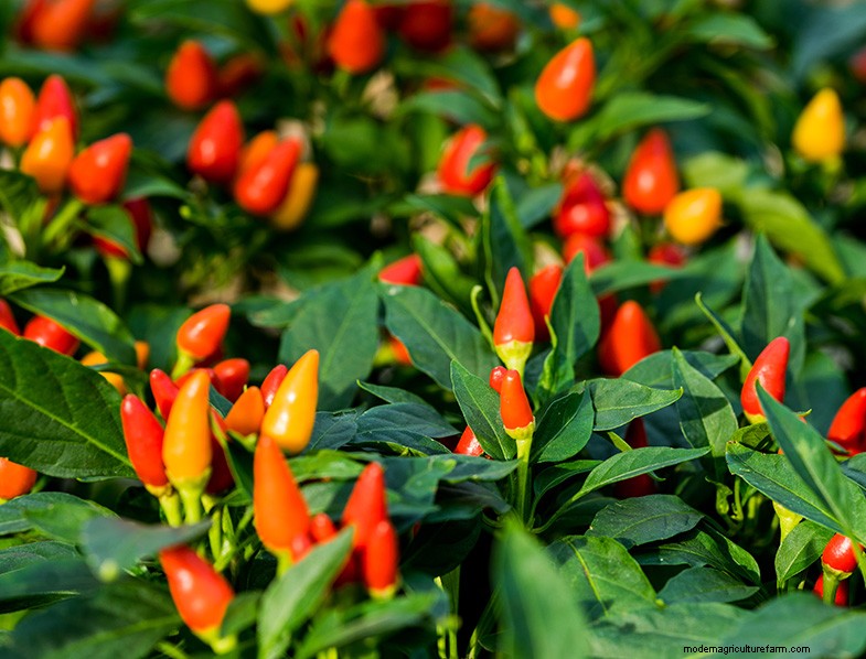 Ornamental Peppers: Growing & Caring for Capsicum Annuum - A Comprehensive Guide