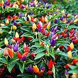 Ornamental Peppers: Growing & Caring for Capsicum Annuum - A Comprehensive Guide